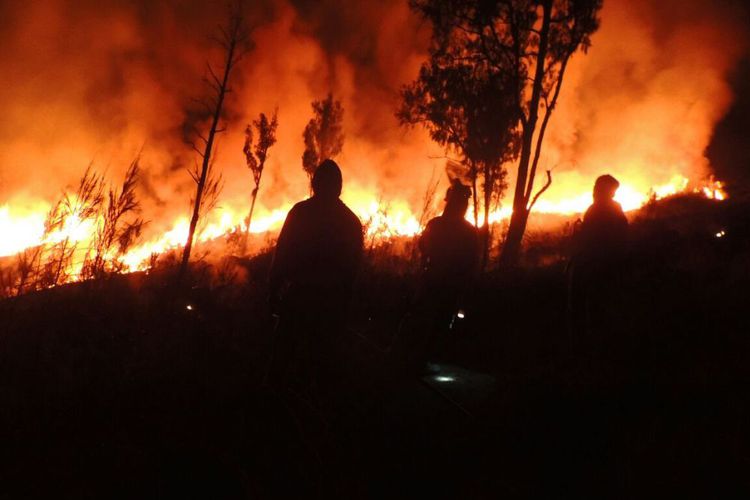  Hutan  Taman Nasional Rinjani Terbakar  Jowonews