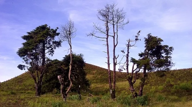 Pintu Gaib Oyot Rimpang Gunung Prau