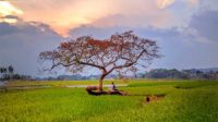 Pohon Pengantin Salatiga