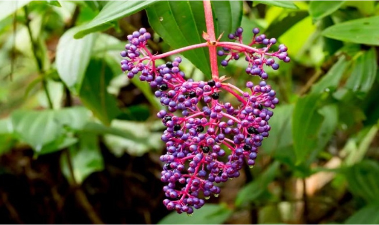 Buah Parijoto Kudus