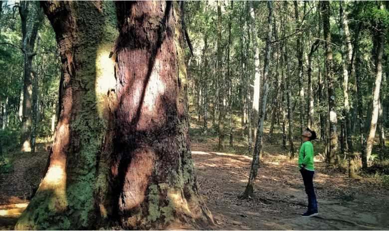 Pesona Hutan Walitis Temanggung, Terdapat Pohon Purba Berukuran Raksasa